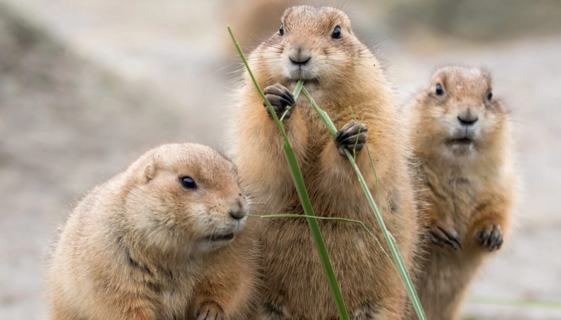 what does a black tailed prairie dog look like