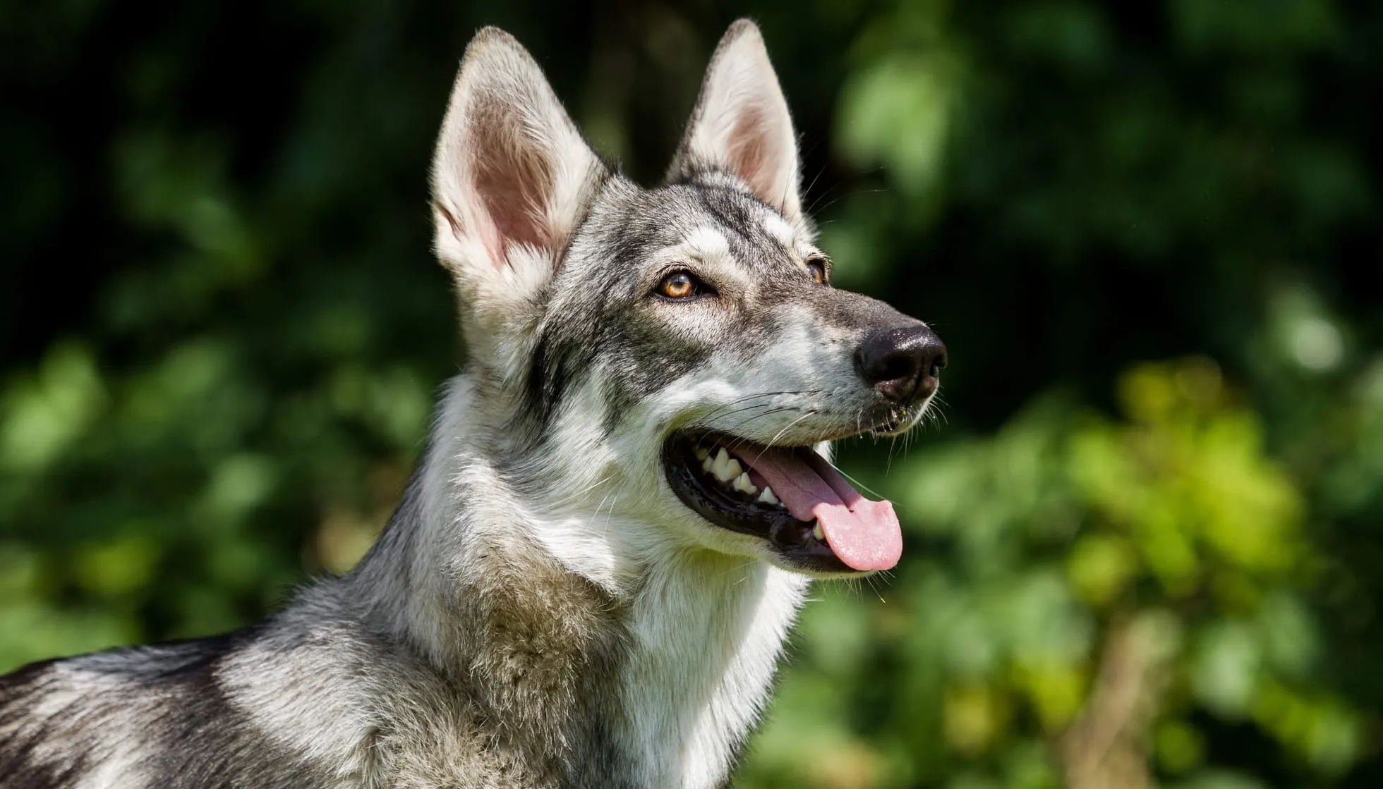Close up of Northern Inuit Dog 