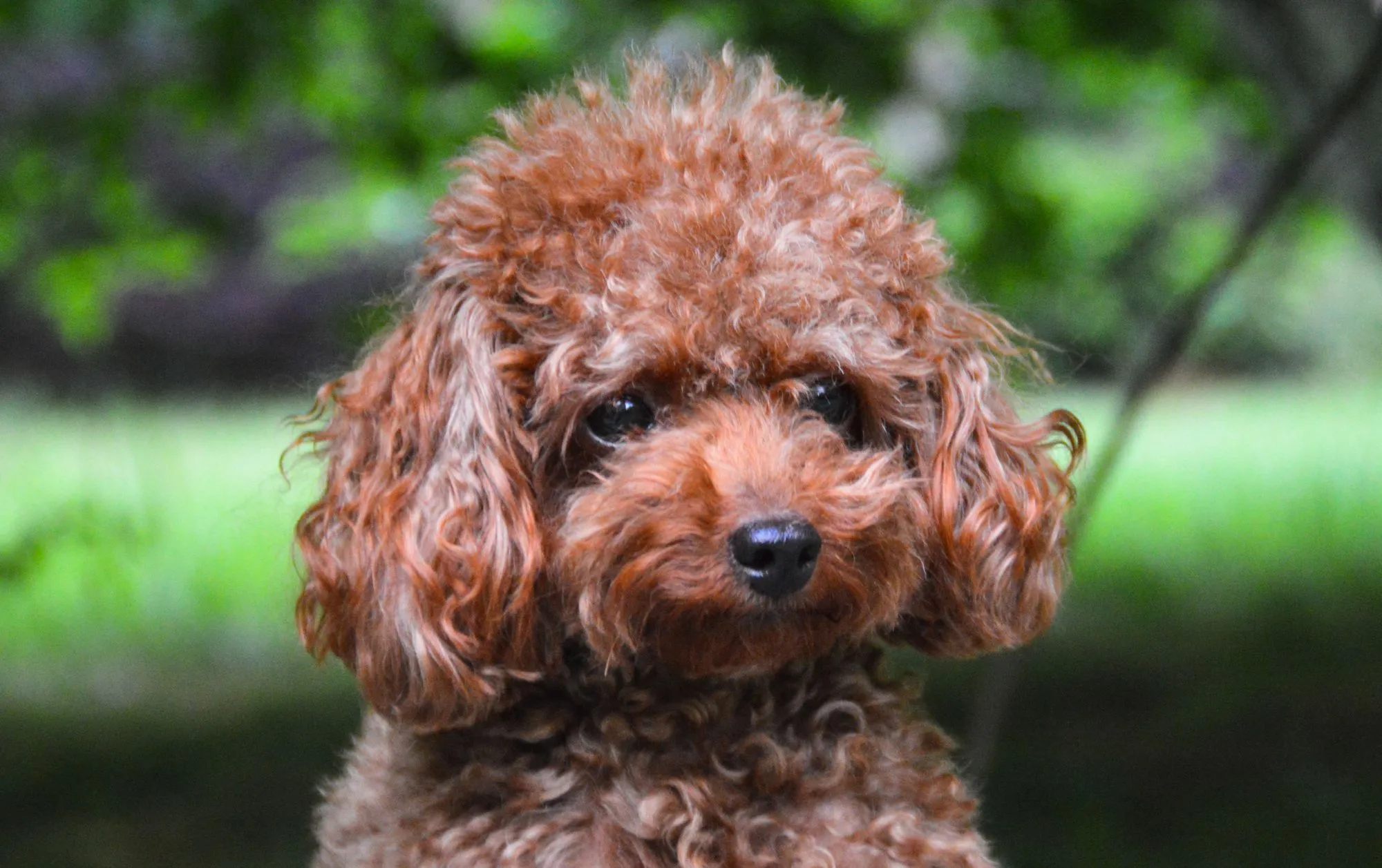 what is the average litter size for a toy poodle