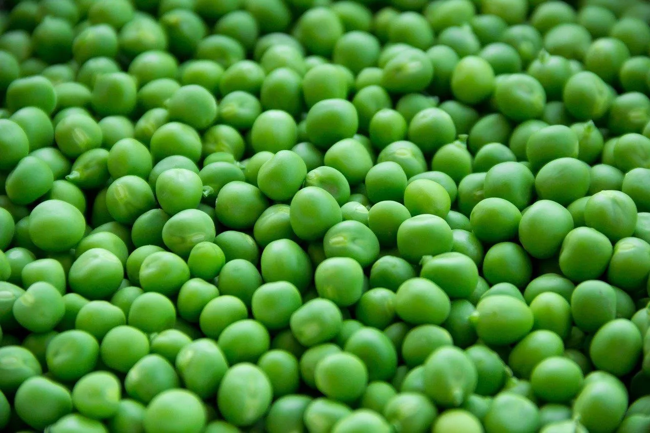 Peas' nutrition facts state that these green pod vegetables also have very low-fat content.