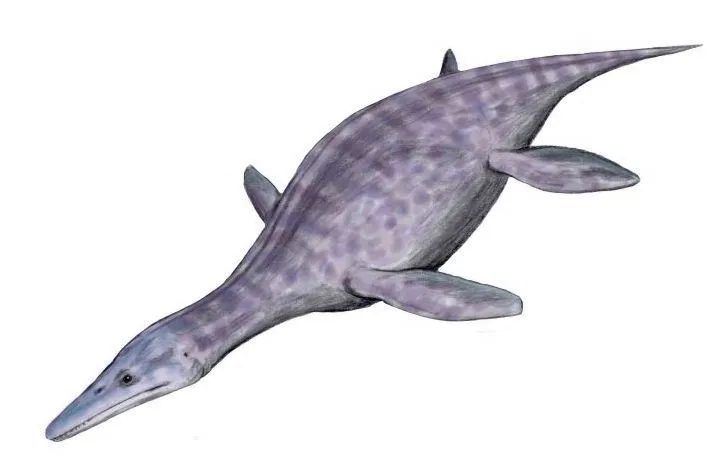 Peloneustes was a type of marine reptile that was very swift in water. Continue reading to learn more interesting Peloneustes facts!