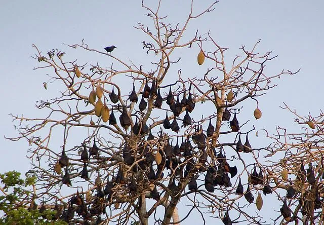 Pemba flying fox roosts on large trees.