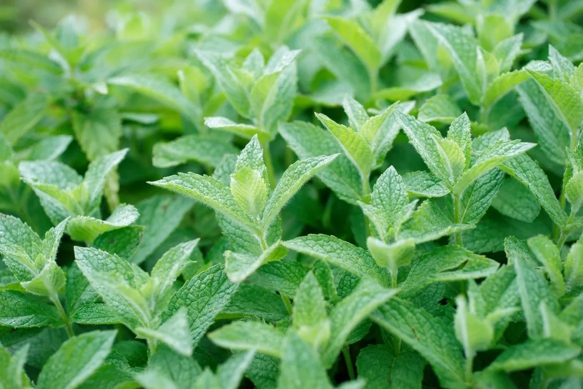 Peppermint leaves contain several vitamins and carbohydrates to build and improve overall health.