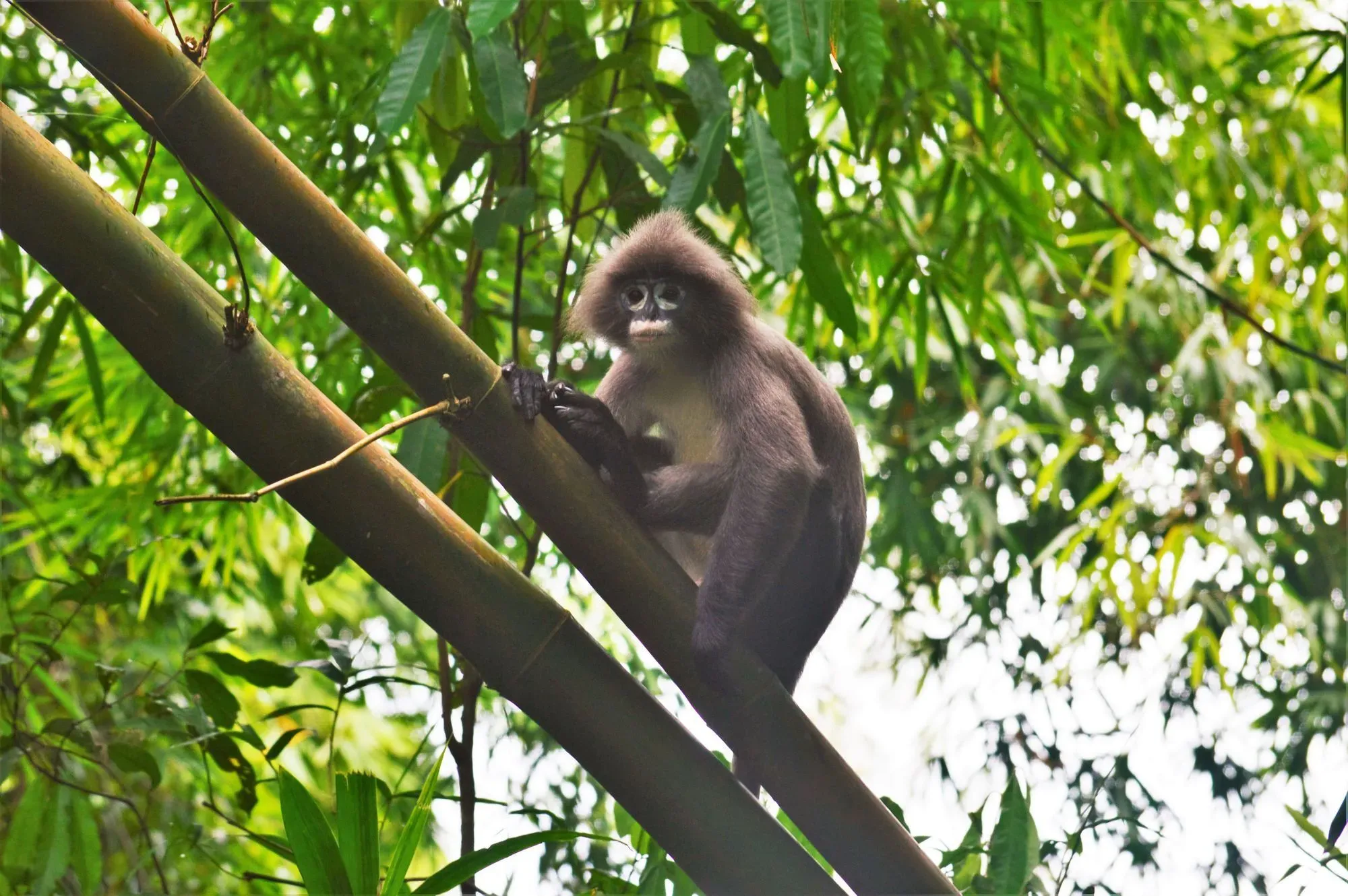 Phayre's leaf monkeys look like they are wearing spectacles.