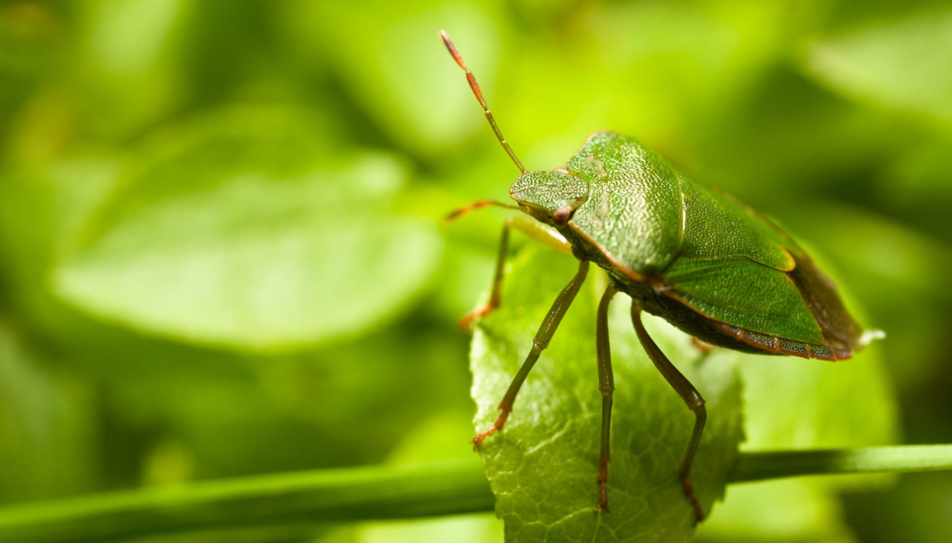 Fun Green Stink Bug Facts For Kids | Kidadl