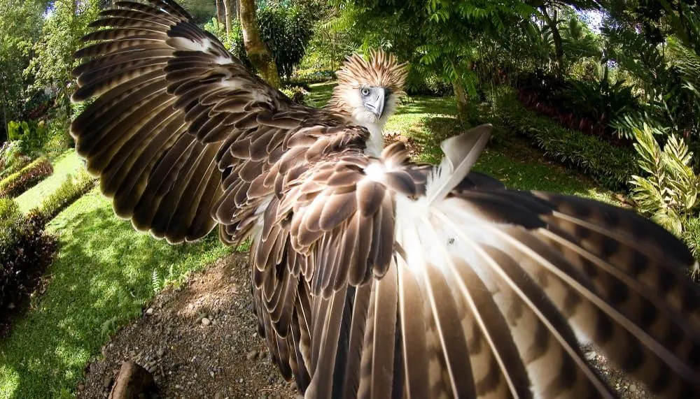 philippine eagle wingspan