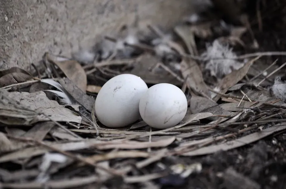 Pigeon eggs are relatively smaller in size than others.