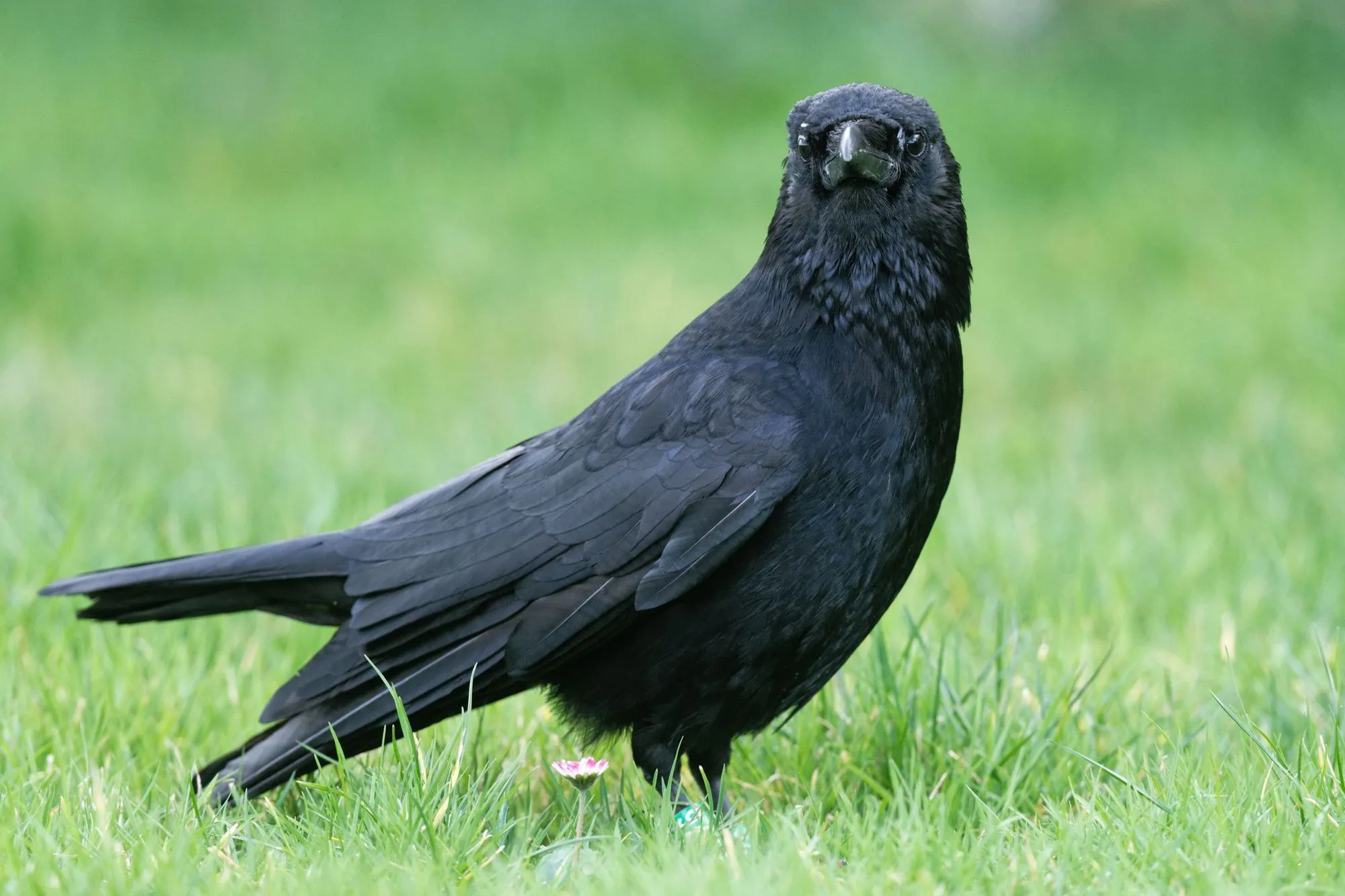 The piping crow has a black body with a white neck.