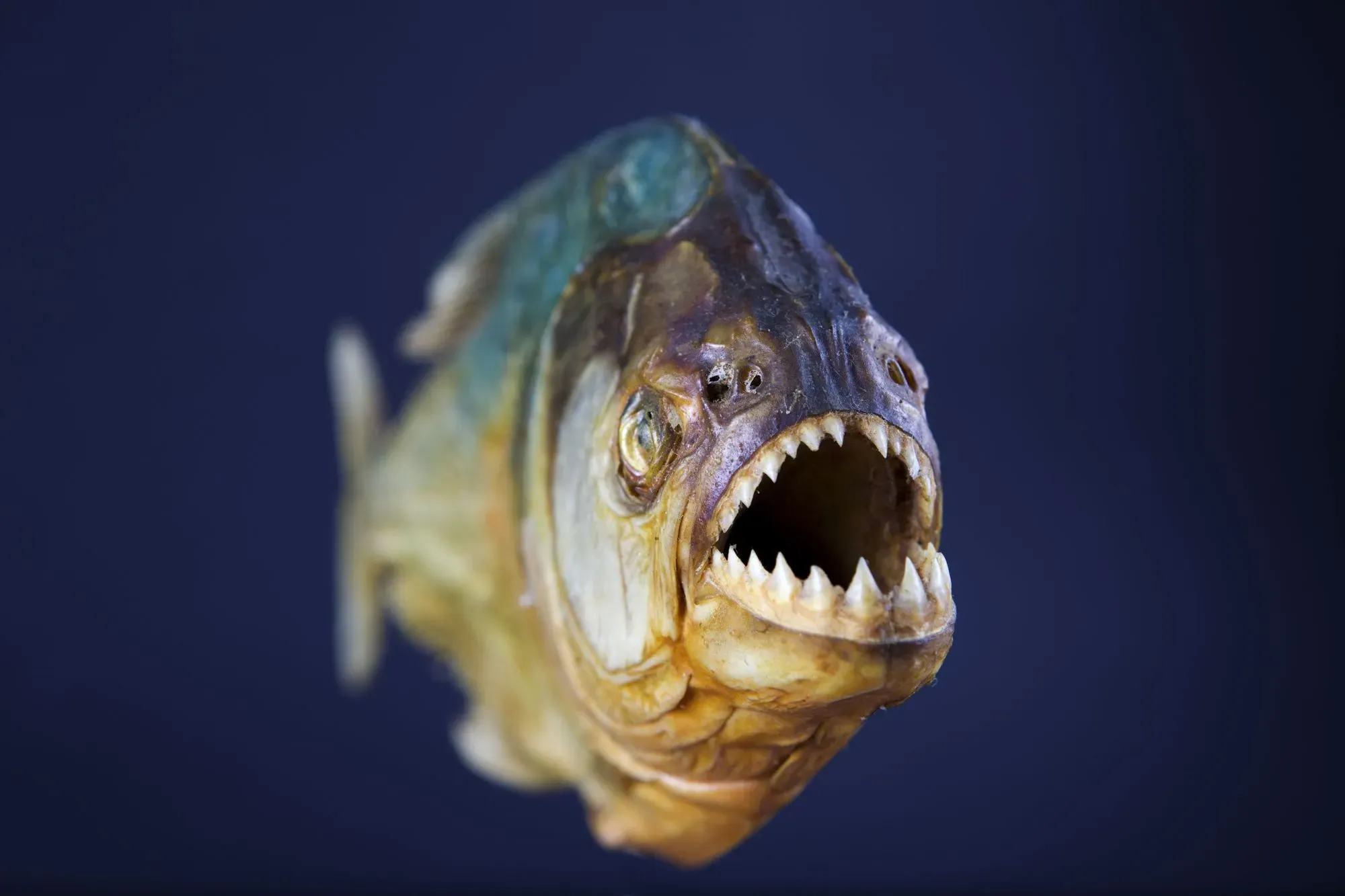 The fact that piranha teeth are always sharp despite crunching bones has always left humans baffled.