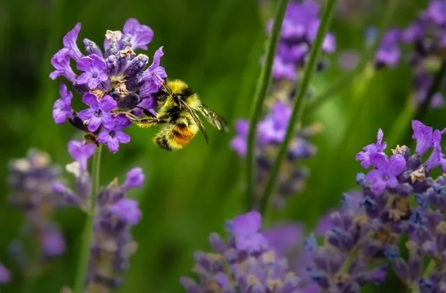 Bees don't damage lavenders.