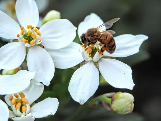 Learn all about plants that repel bees in this article!