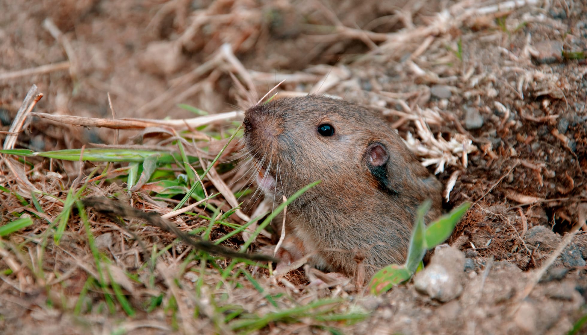 Pocket Gopher coming out of its burrow