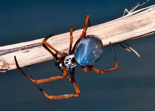 Know in detail about the poisonous spiders in Texas to stay safe.