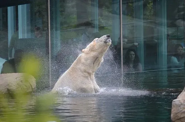 When polar bears swim, their fur coat and fat layer keep them warm.
