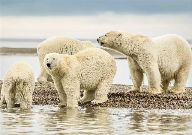 Read these fun facts about polar bear fur.