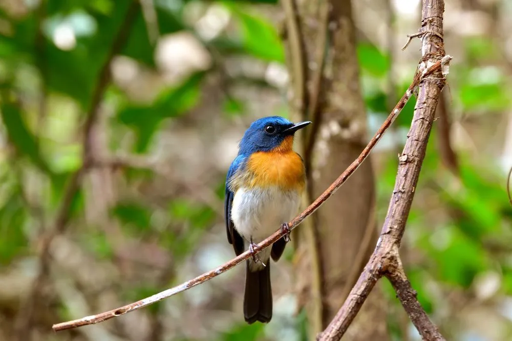 Ponder upon some fun and interesting Tickell's blue flycatcher facts.