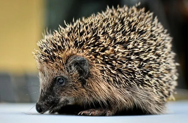 Porcupine Diet: Feeding Habits, Nutrition And Fun Food Facts | Kidadl