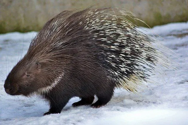 Read these amazing facts on porcupine quills.