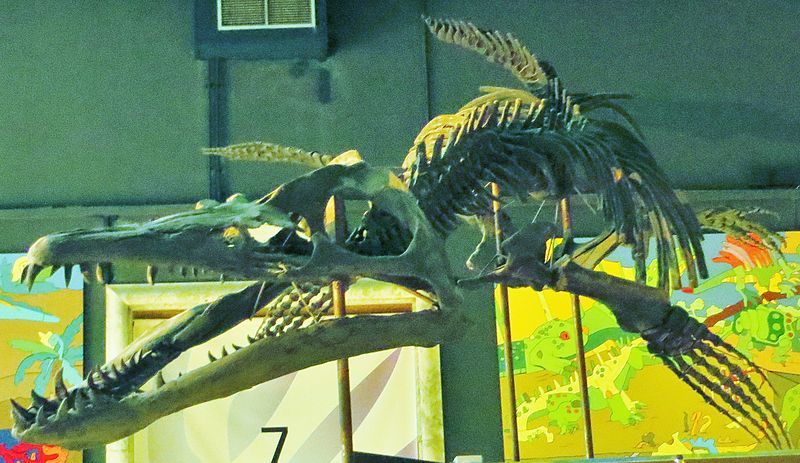 The Pliosaurus funkei (P. funkei) or 'Predator X' was considered to be a new species and their name was given by Bjorn and May-Liss Funke, who located these specimens.