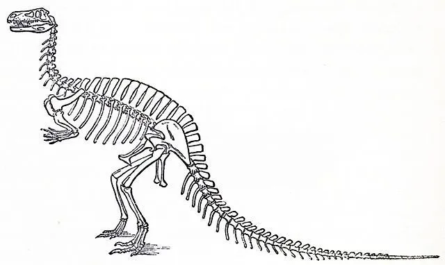 Predatory Becklespinax had long neural spines on the back which is very similar to the popular dinosaur form Africa-Spinosaurus.