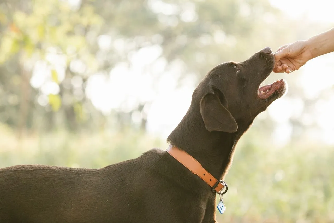 Eating folate-rich foods such as snap peas can be good for your dog.