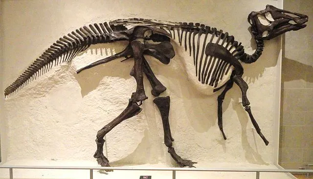 The Prosaurolophus had a very unique shape for a skull
