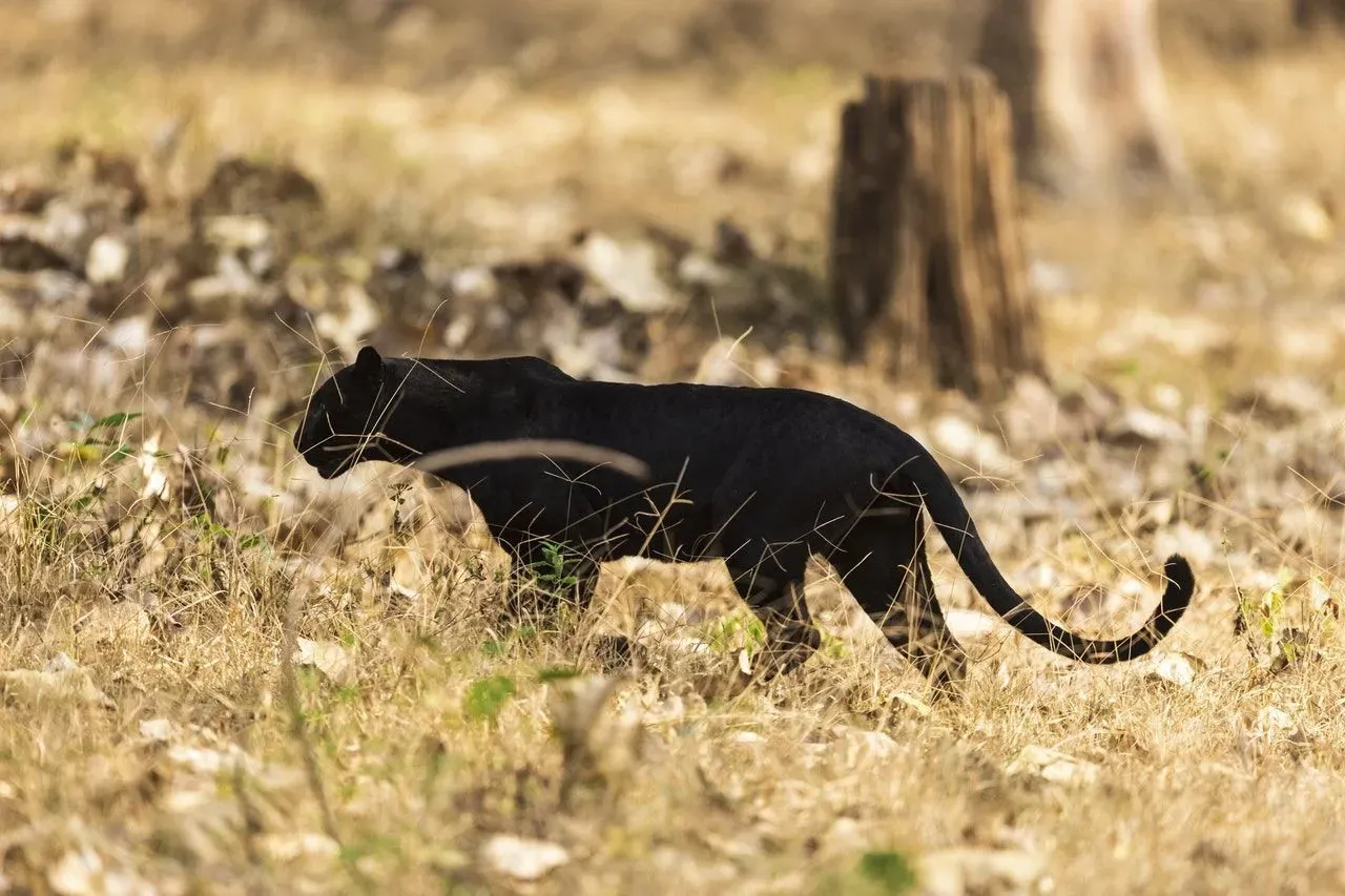 Black panther facts include information on how many black panthers are left in the world; they have now been listed as Critically Endangered.
