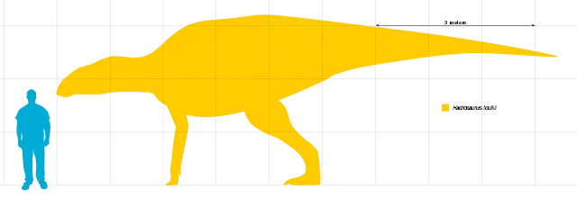The Protohadros dinosaur had a broad mouth and was related to the Hadrosaurid species.