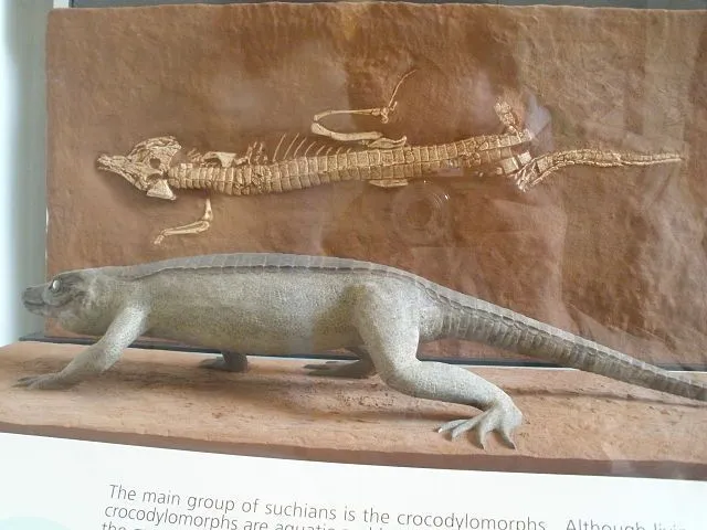 Protosuchus resembled modern crocodiles and possessed a powerful tail.