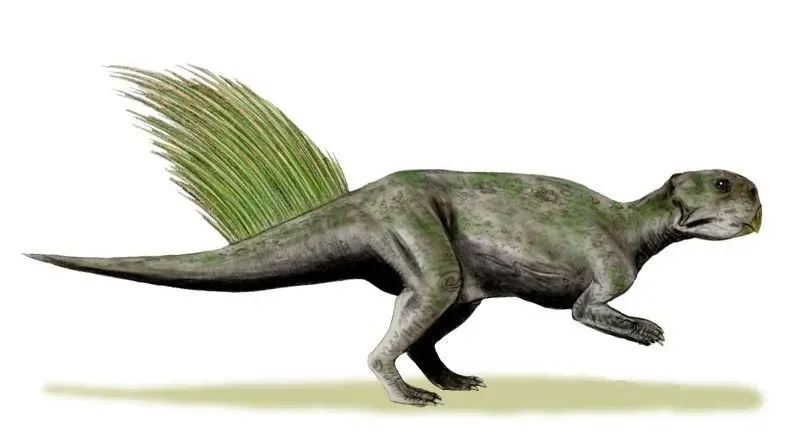 Facts about Psittacosaurus for kids will tell that they had a parrot-like skull and beak without teeth.