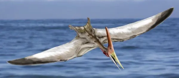The Pteranodon beak lacked teeth and was used to catch fish from the ocean.