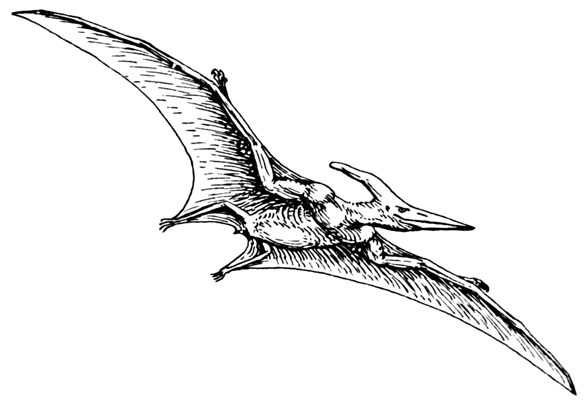 Pterodactyls are not related to present-day birds.