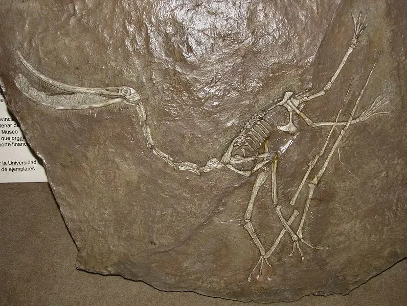 Pterodaustro consumed their diet by the process of filter-feeding.