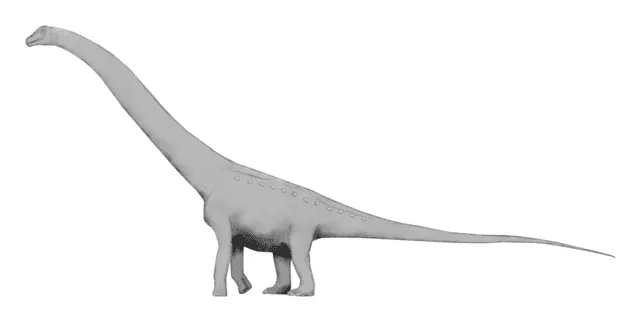 The dorsal vertebra of the Puertasaurus is considered to be one of the widest out of all sauropods.