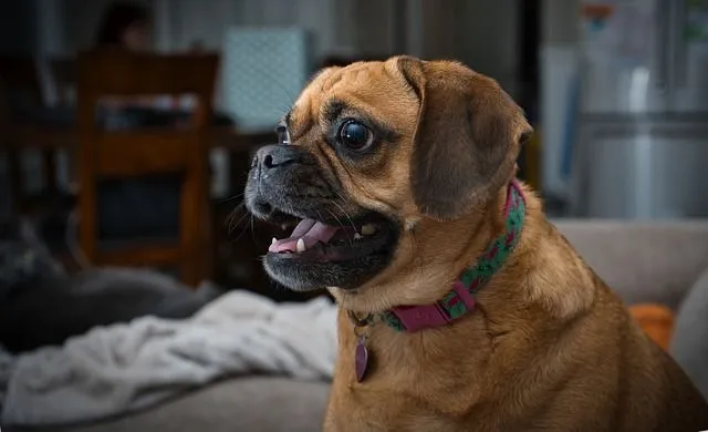 Puggle Lifespan: What You Need To Know About ... - Kidadl
