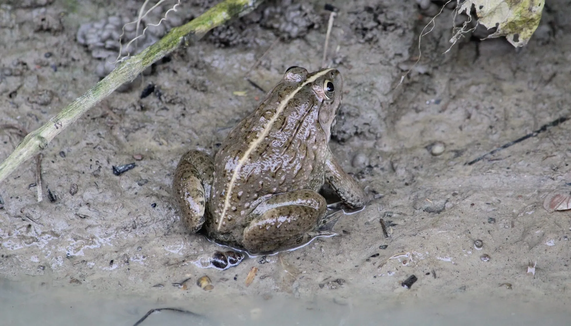 Indian common frog in mud
