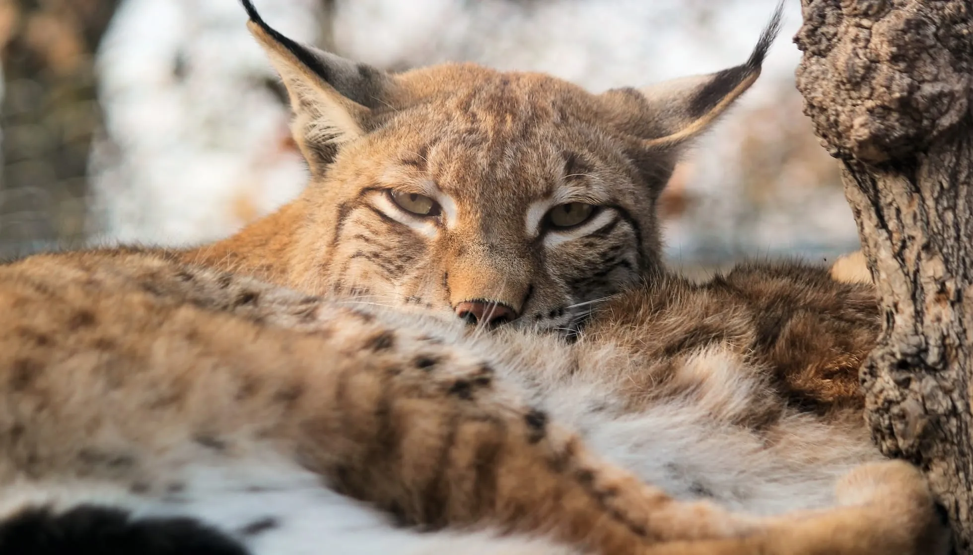 Purrrfect Lynx