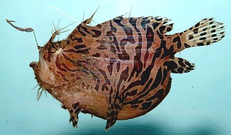 Pygmy anglerfish is not a suitable choice as a pet.