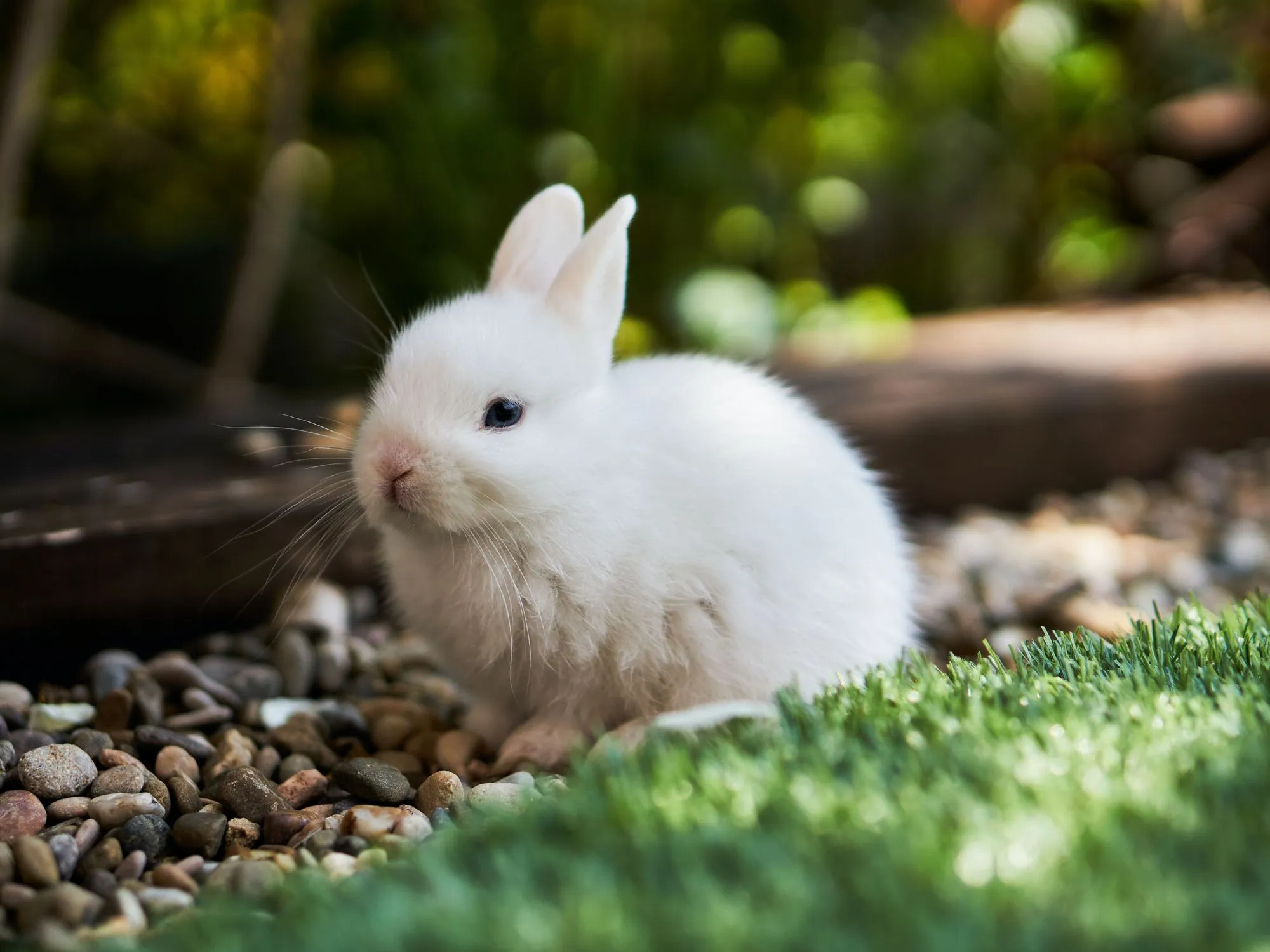 how to train a dog not to attack rabbits