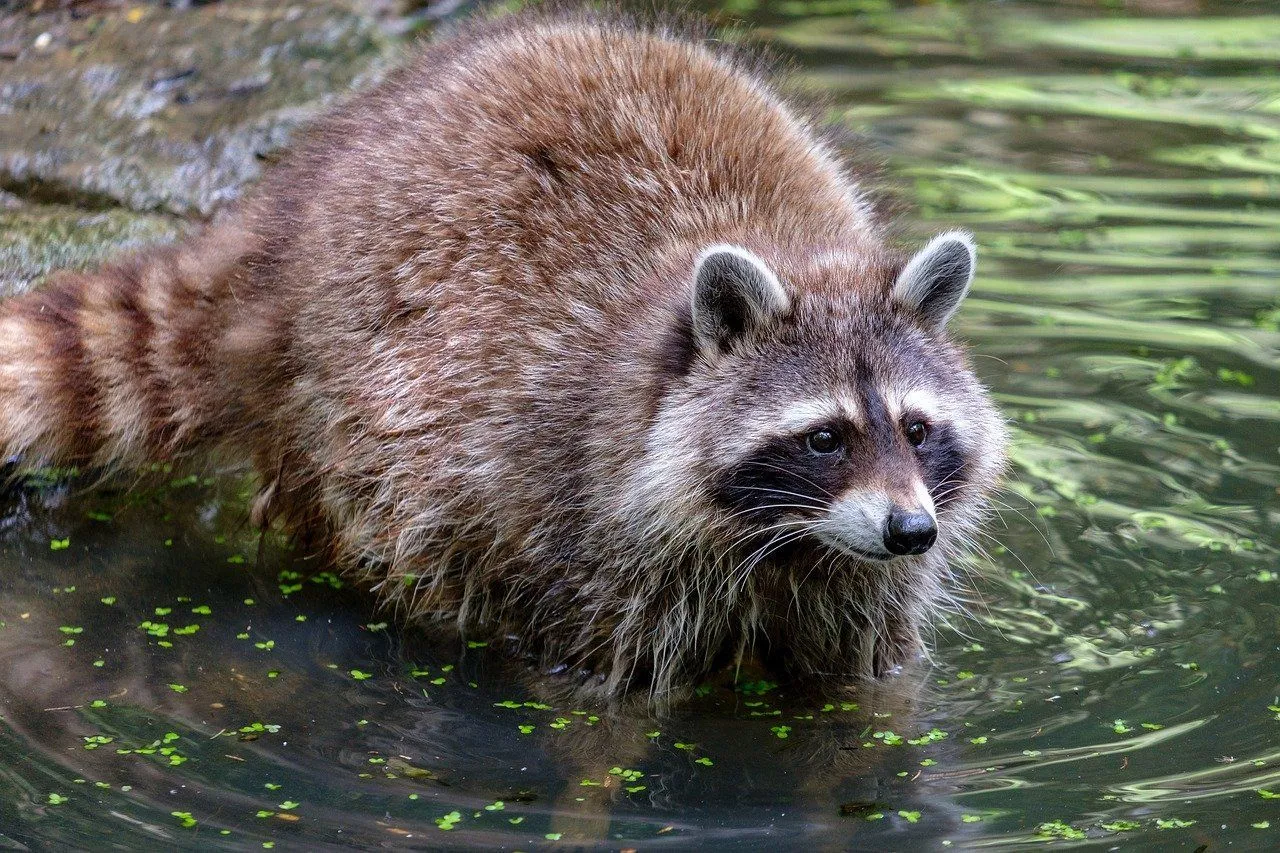 Why Do Raccoons Wash Their Food? Curious Animal Behavior Facts To Know