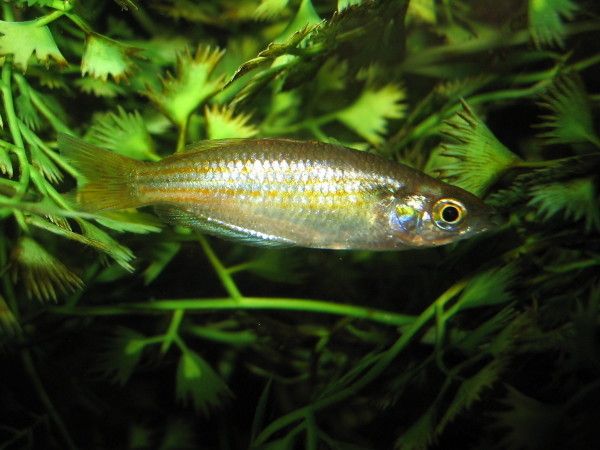 Forktail Rainbowfish 