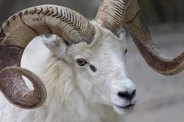 Ram vs Goat: Lets 'Goat' To Know These Two A Little Better! | Kidadl