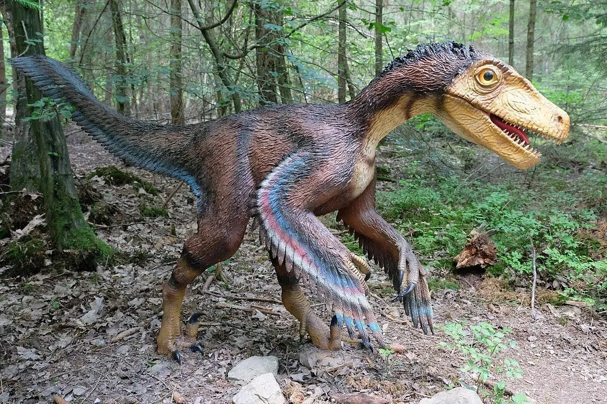 Velociraptors were muscular and had viable shins that helped them at speeds of 24 mph (38.62 kph).