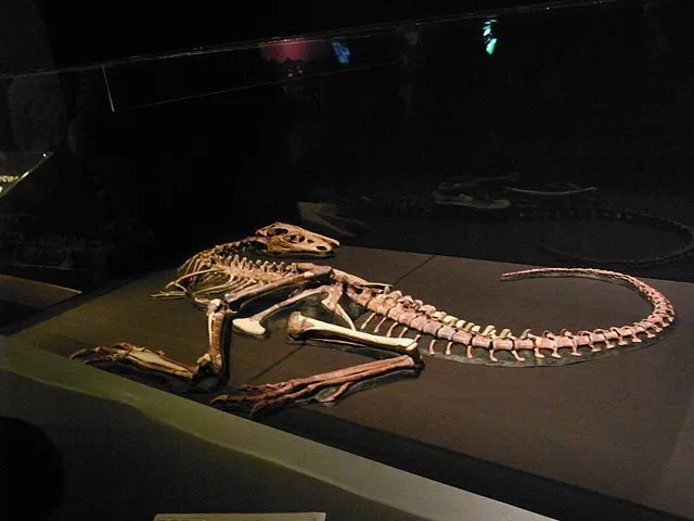It is a skeleton of a small-bodied Tyrannosaur present in the rock slab and is similar to the juvenile Tarbosaurus discovered in the Yixian formation of China.