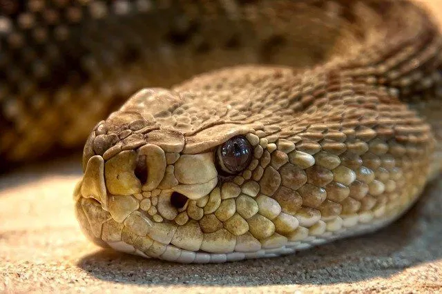 Rattlesnakes are dangerous predators with a potent venom.