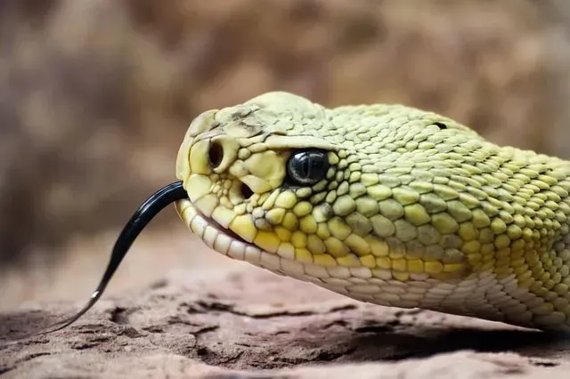 People who have heard a rattlesnake rattle interpret it as a warning sign.