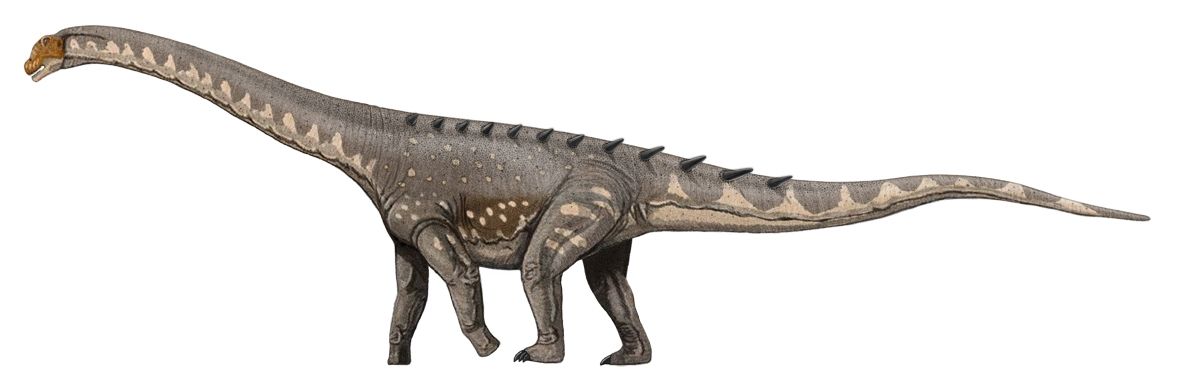 Rayososaurus was not a sauropod which was extremely large in size.
