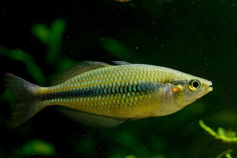 Read Lake Tebera rainbowfish facts to know more about this tropical fish species from the highlands of Papua New Guinea.