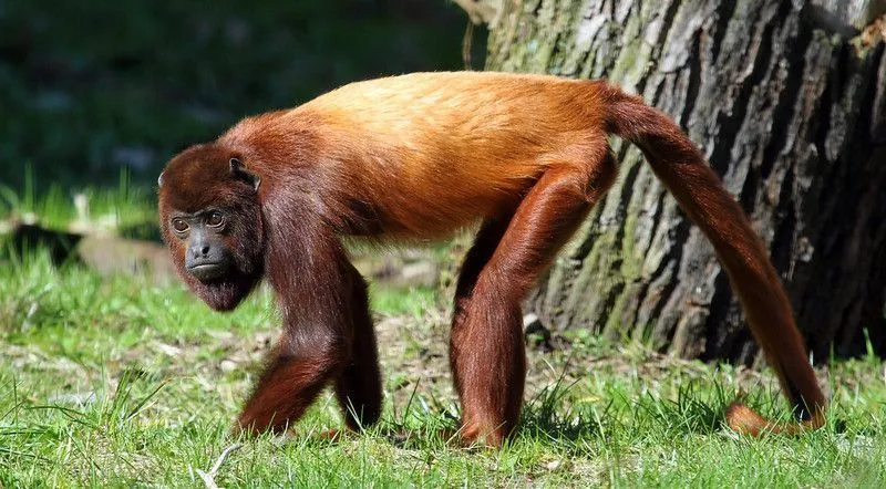 Read Venezuelan red howler facts to learn more about the species of the howler monkey.