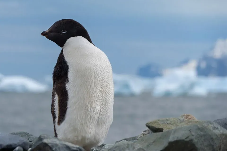 Read about animals that live in Antarctica to learn about their Antarctic Peninsula wildlife environment.